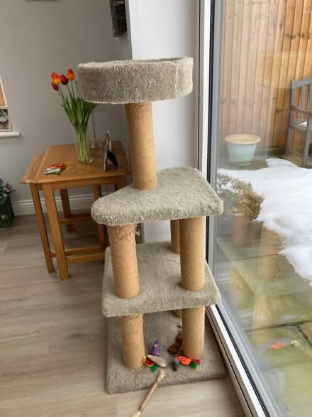 Photo of free Cat tree (Noctorum CH43) #1