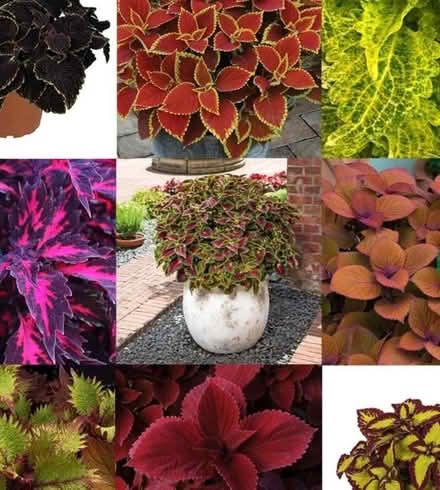Photo of Coleus plant/painted nettle cuttings? (Richmond TW9) #1