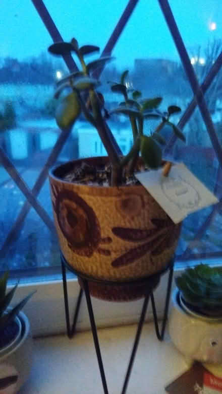 Photo of free Plants (Whitley) #1