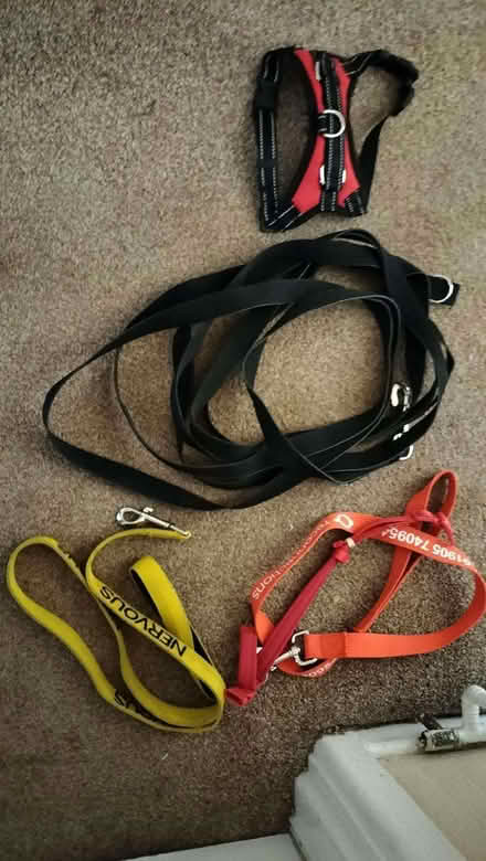Photo of free Dog Leads (Catchems End DY12) #1