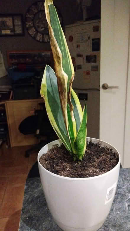 Photo of free Plant that needs tlc (Whitley) #1