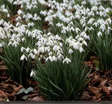 Photo of Snowdrops (AB15) #1