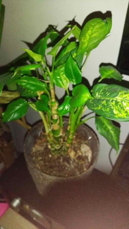 Photo of free Plants (Whitley) #2