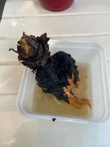 Photo of free Rhubarb crown (West Ealing) #1