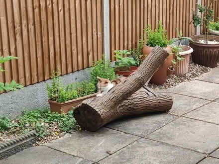 Photo of Tree trunk cut Medium/Large (Meadowcroft, HP19) #1
