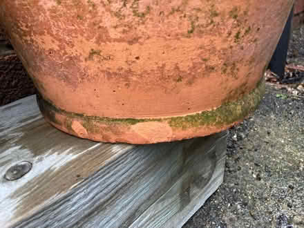 Photo of free Plant pot (Shelton Lock DE73) #3