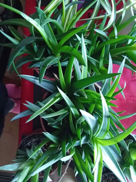 Photo of free Established house plant cuttings (Ilfracombe EX34) #3