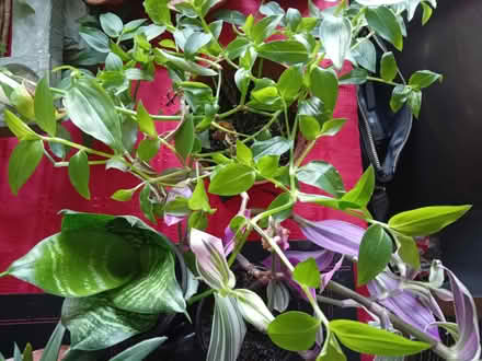 Photo of free Established house plant cuttings (Ilfracombe EX34) #1