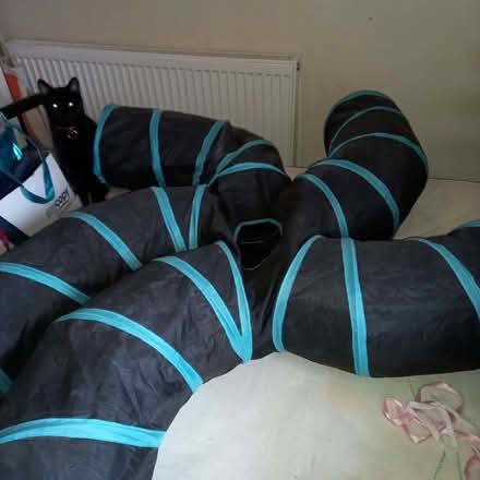 Photo of free kitten / cat tunnels (Sopwell AL1) #1