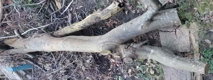 Photo of free Hornbeam wood (Earley RG6) #1