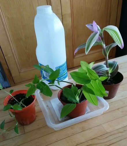 Photo of free 3 small indoor plants (Formby L37) #1