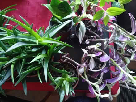 Photo of free Established house plant cuttings (Ilfracombe EX34) #2