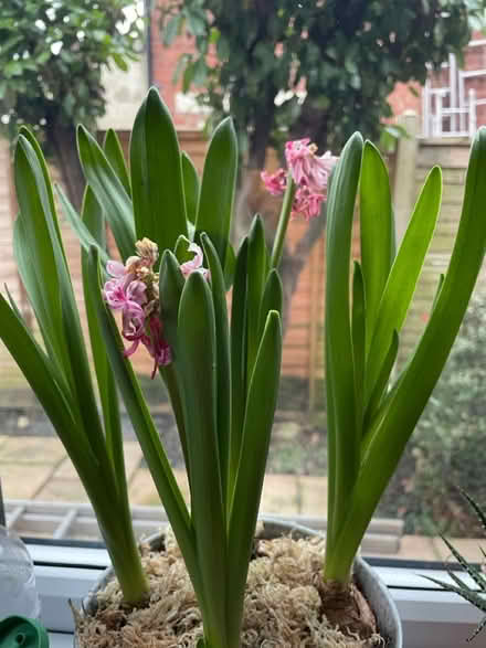 Photo of free Common hyacinth plant (Linden, Gloucester) #1