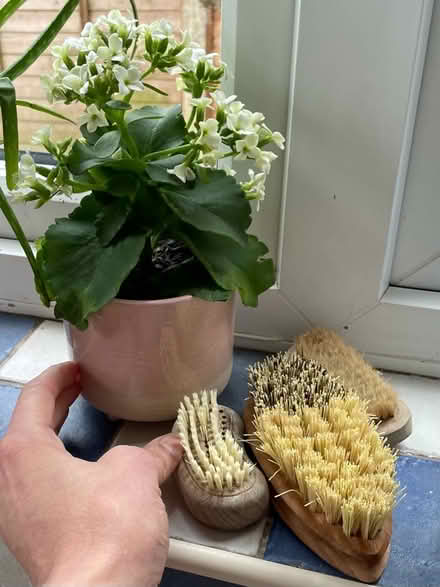 Photo of free Flaming Katy houseplant (Linden, Gloucester) #1