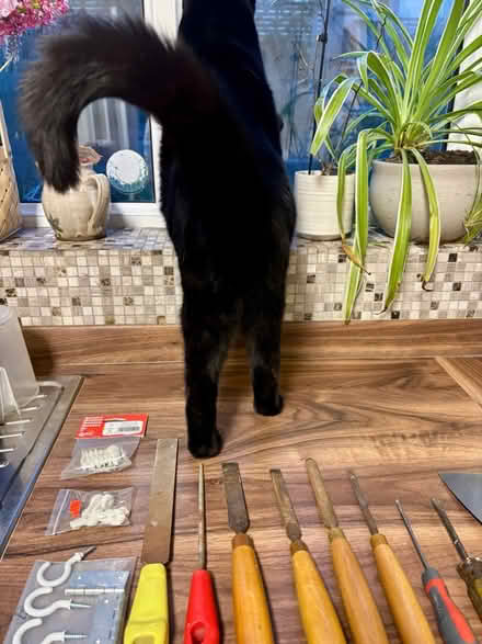 Photo of free Tools and fixings (Bear flat) #2