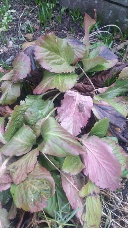 Photo of free Bergenia Cordifolia Elehant ears plants. (Ruddington NG11) #1