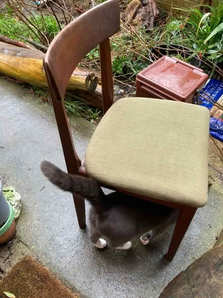 Photo of free old mahogany chair 1960’s (Glastonbury BA6) #2