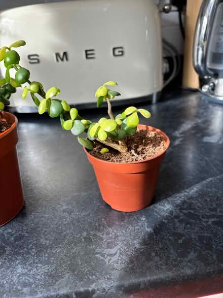 Photo of free Portulacaria Afra houseplants (Wigston Magna) #3