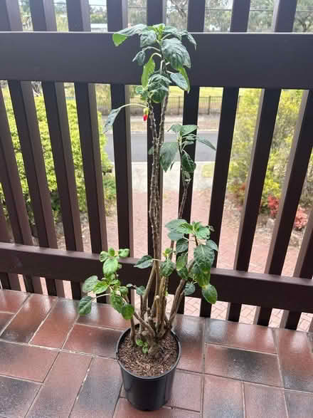 Photo of free Mature Parrot Impatiens Plant πͺ΄ (Mount Waverley) #2