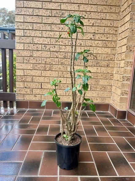Photo of free Mature Parrot Impatiens Plant πͺ΄ (Mount Waverley) #3