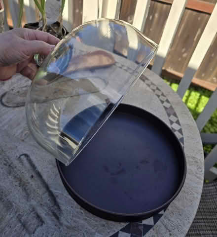 Photo of free Cake cover (N Mary Ave, Sunnyvale) #3