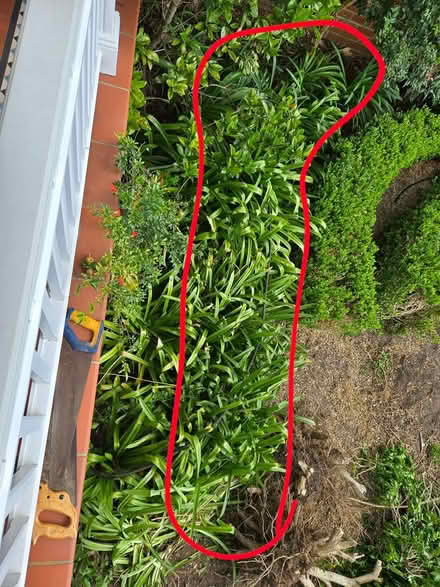 Photo of free Agapanthus plants (Lane Cove) #1