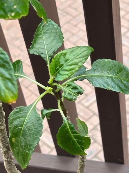 Photo of free Mature Parrot Impatiens Plant πͺ΄ (Mount Waverley) #4