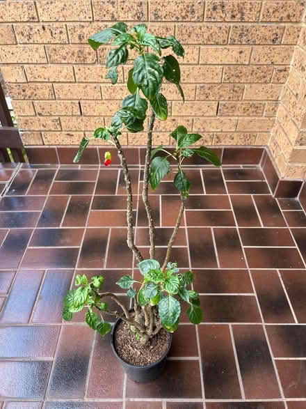 Photo of free Mature Parrot Impatiens Plant πͺ΄ (Mount Waverley) #1