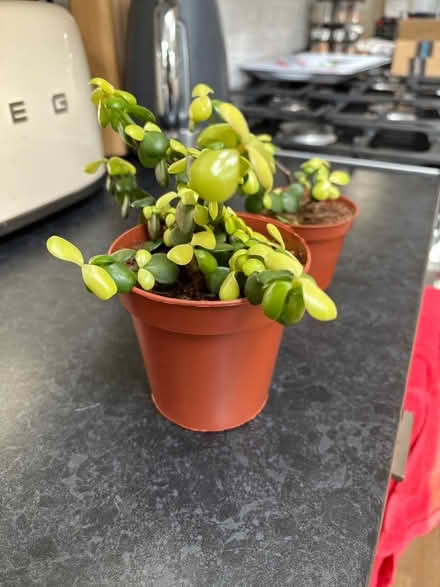 Photo of free Portulacaria Afra houseplants (Wigston Magna) #2