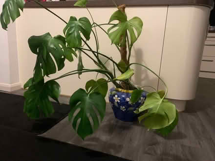 Photo of free Monstera - Swiss Cheese Plant (Packsaddle BA11) #1