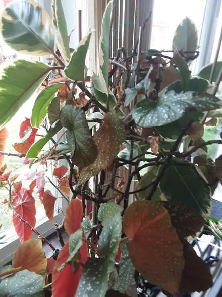 Photo of free Begonia maculata nearly 6ft tall (PO7 Purbrook) #1