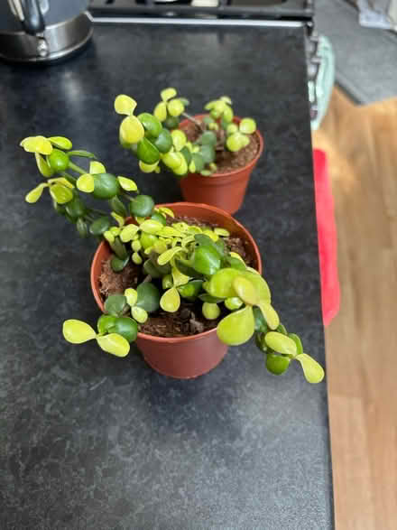 Photo of free Portulacaria Afra houseplants (Wigston Magna) #1