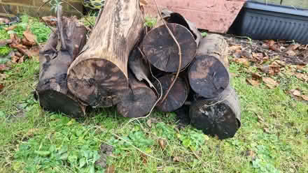 Photo of free Logs (Lewes BN7) #3