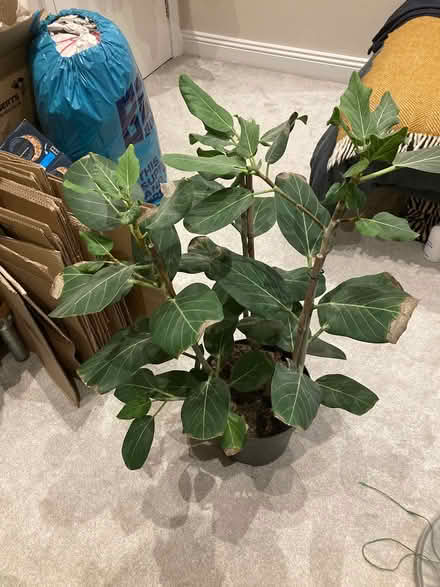 Photo of free Tall fig leaf type ficus indoor pla (BN31HG) #1