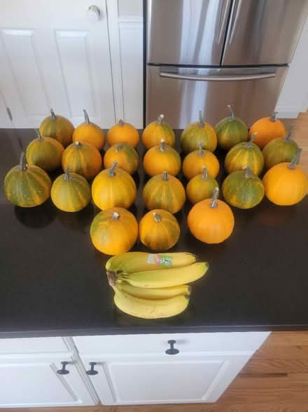 Photo of free 24 pumpkins (bananas for scale) (Lagrange) #1