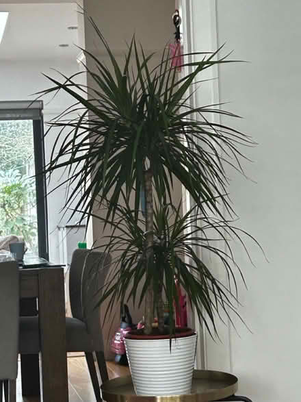 Photo of free Two plants (Enfield town) #2