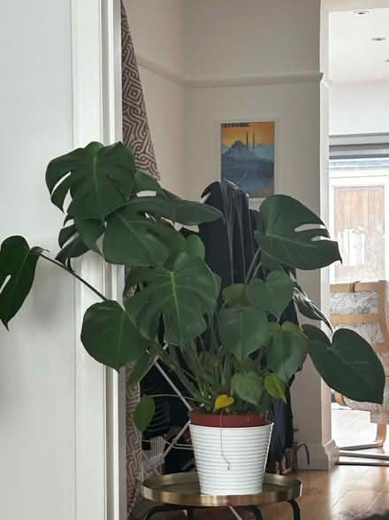 Photo of free Two plants (Enfield town) #1