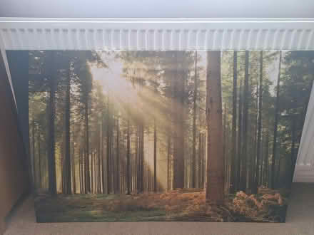 Photo of free Forest canvas (Alvington) #2