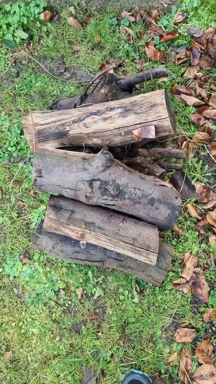 Photo of free Logs (Lewes BN7) #2