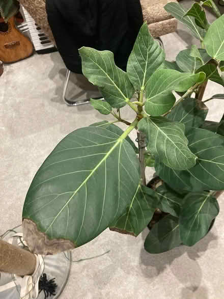 Photo of free Tall fig leaf type ficus indoor pla (BN31HG) #2