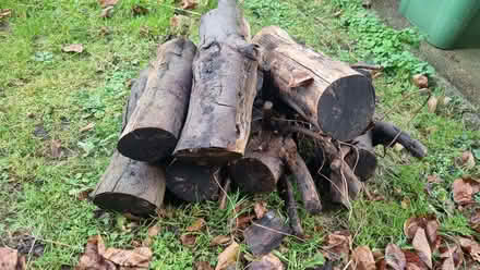 Photo of free Logs (Lewes BN7) #1