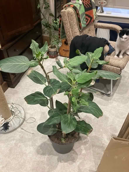 Photo of free Tall fig leaf type ficus indoor pla (BN31HG) #4