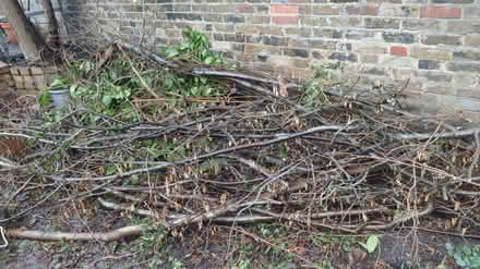 Photo of free Cut up wood, mostly hazel (Nw105xs) #2