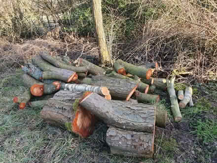 Photo of free Wood for carving or turning (Bentlawnt SY5) #1
