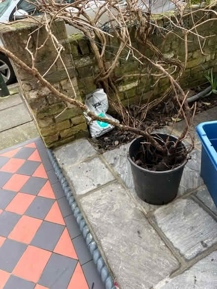 Photo of free Grape Vine (Teddington TW11) #1