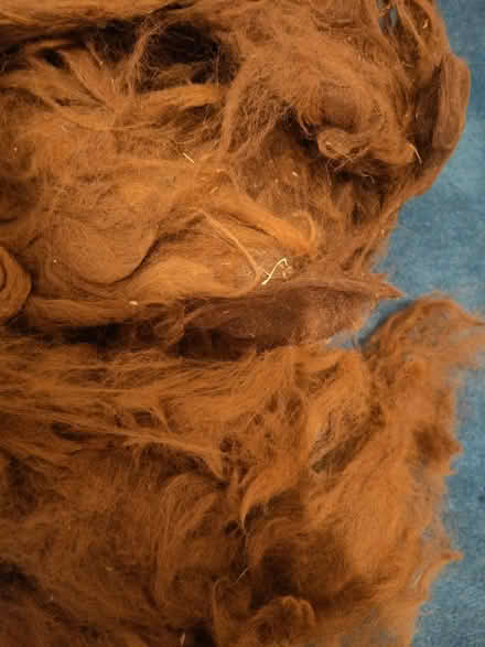 Photo of free Raw fleece (West Drayton UB7) #1