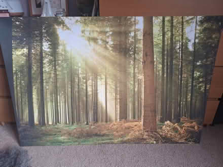 Photo of free Forest canvas (Alvington) #1