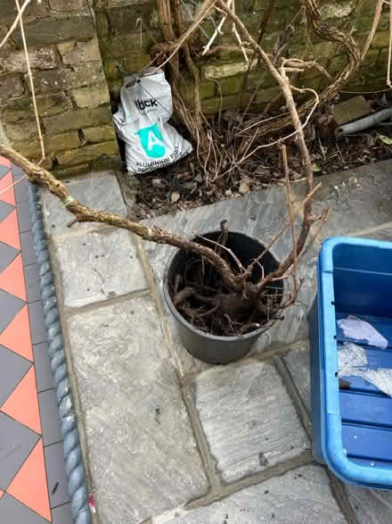 Photo of free Grape Vine (Teddington TW11) #2