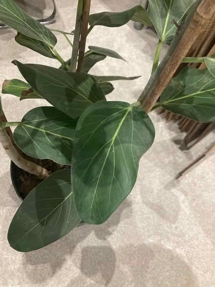 Photo of free Tall fig leaf type ficus indoor pla (BN31HG) #3