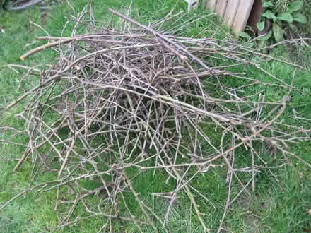Photo of free Wood Pruning's - kindling from apple trees (Parson's Heath CO4) #1